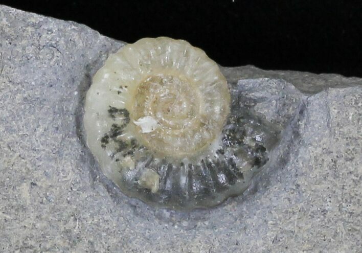 Promicroceras Ammonite - Dorset, England #30718